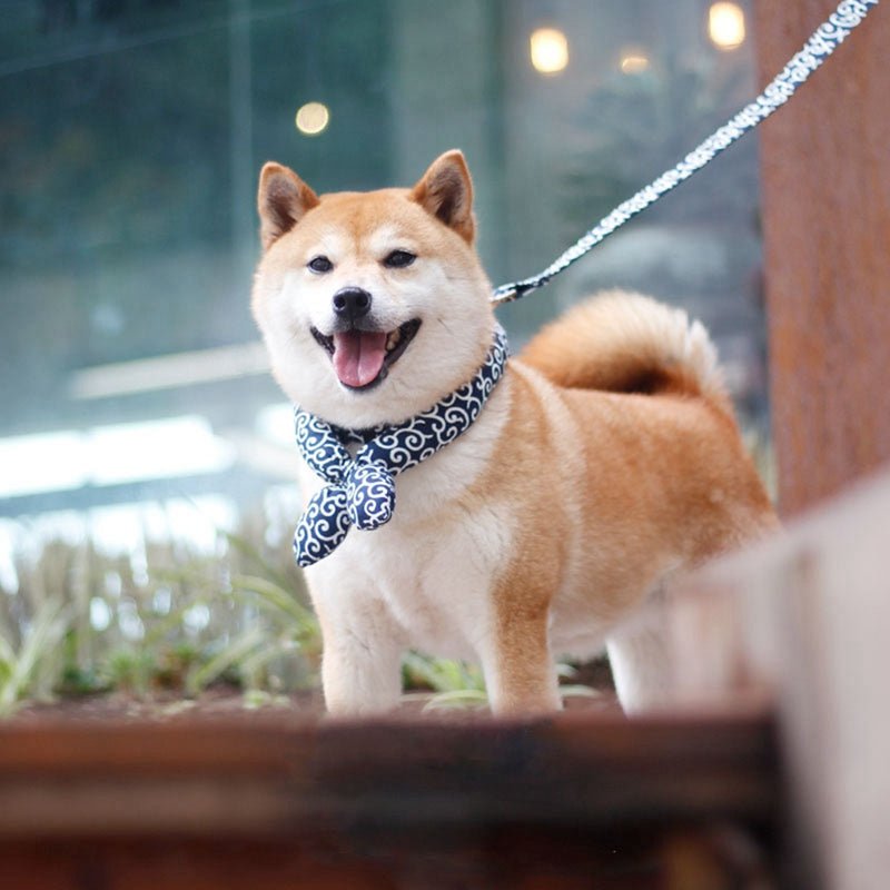 Japanese pet pet universal dog collar dog accessories - SUPERNEOVONAMy Store 4